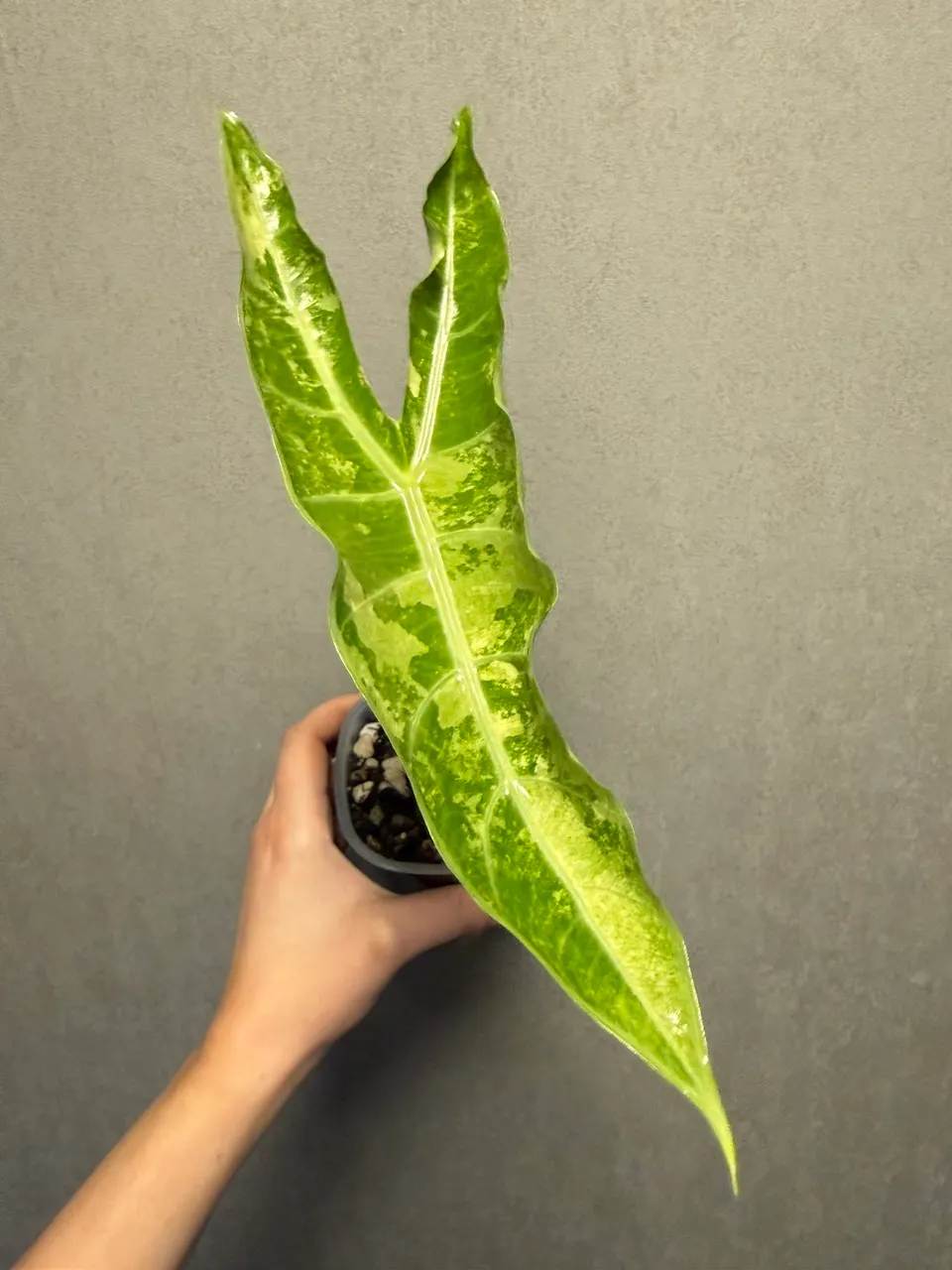 CORM-Alocasia Longiloba Lucifer Albo ($105) from @WeirdlyGreenLLC