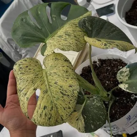 Monstera Star Shadow ($80) from @MintyFresh