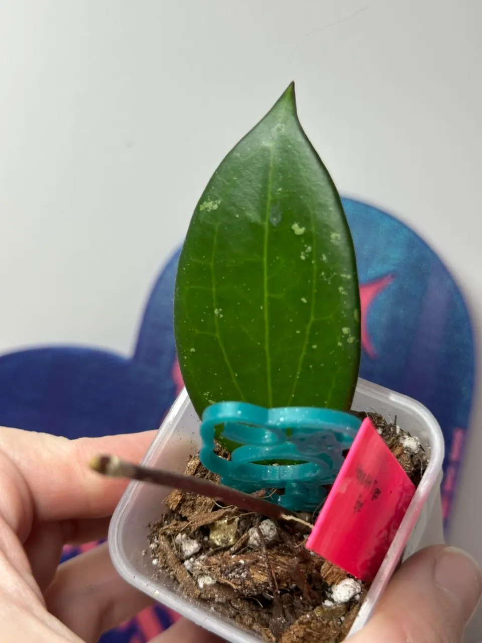 🔥Hoya AH 'Tiger Eye' ($75) from @KnottyBlooms