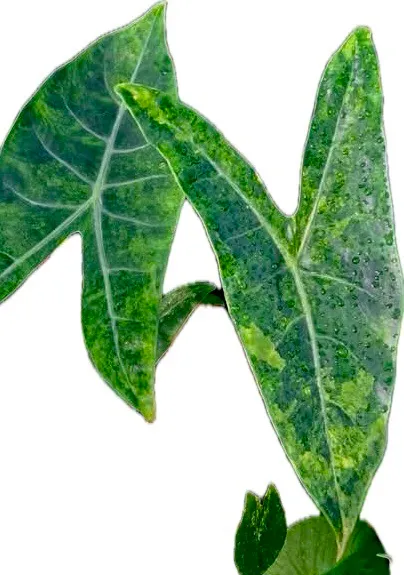 Alocasia Longiloba x Pink Dragon Aurea Hybrid corm ($39) from