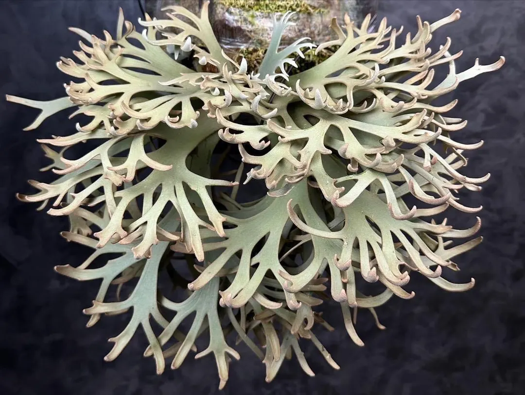 U.S. BASED Platycerium willinckii 'Jenny' – Dwarf Staghorn Fern