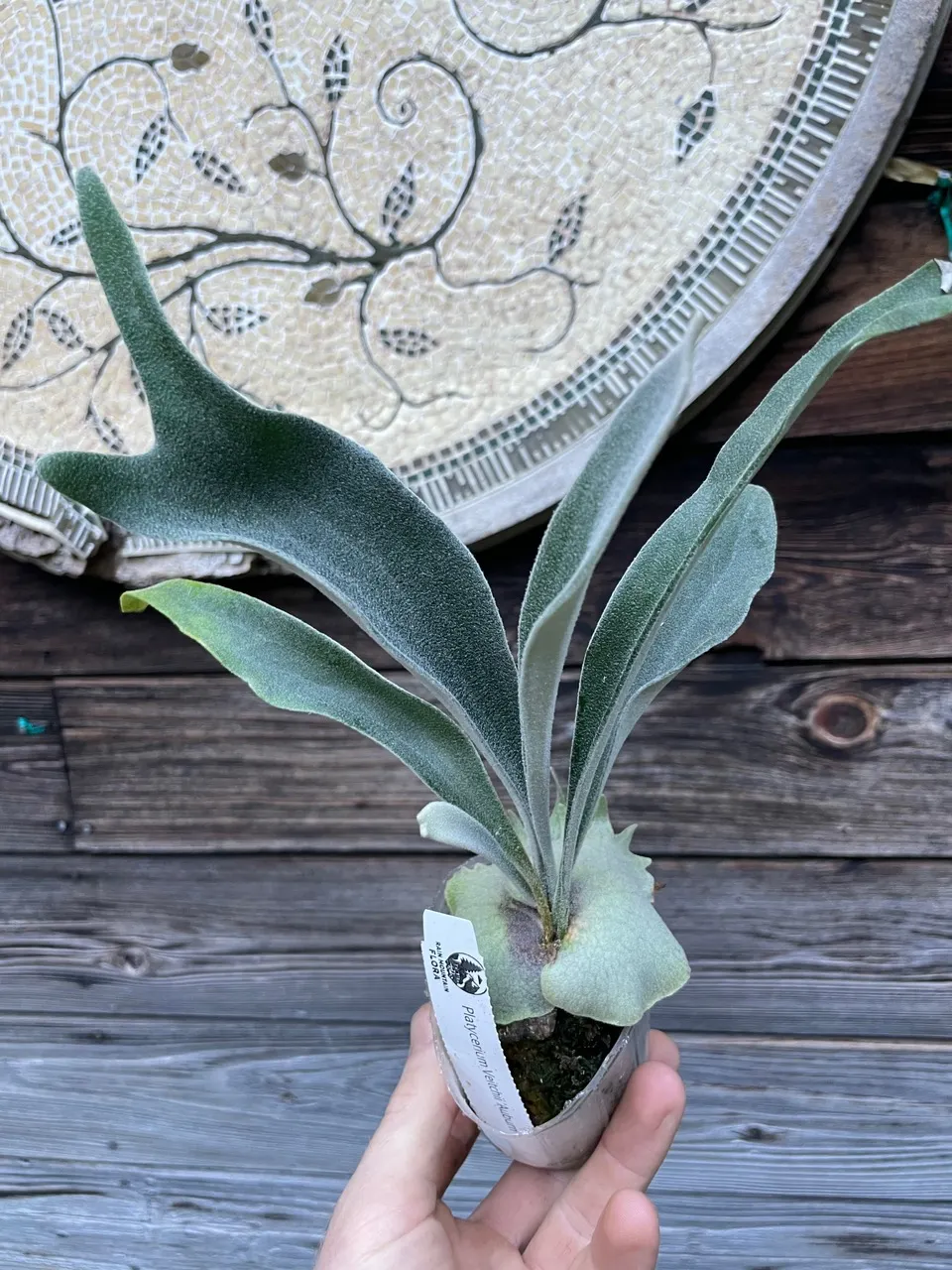 U.S. BASED Platycerium veitchii Auburn River cv. 'Chief