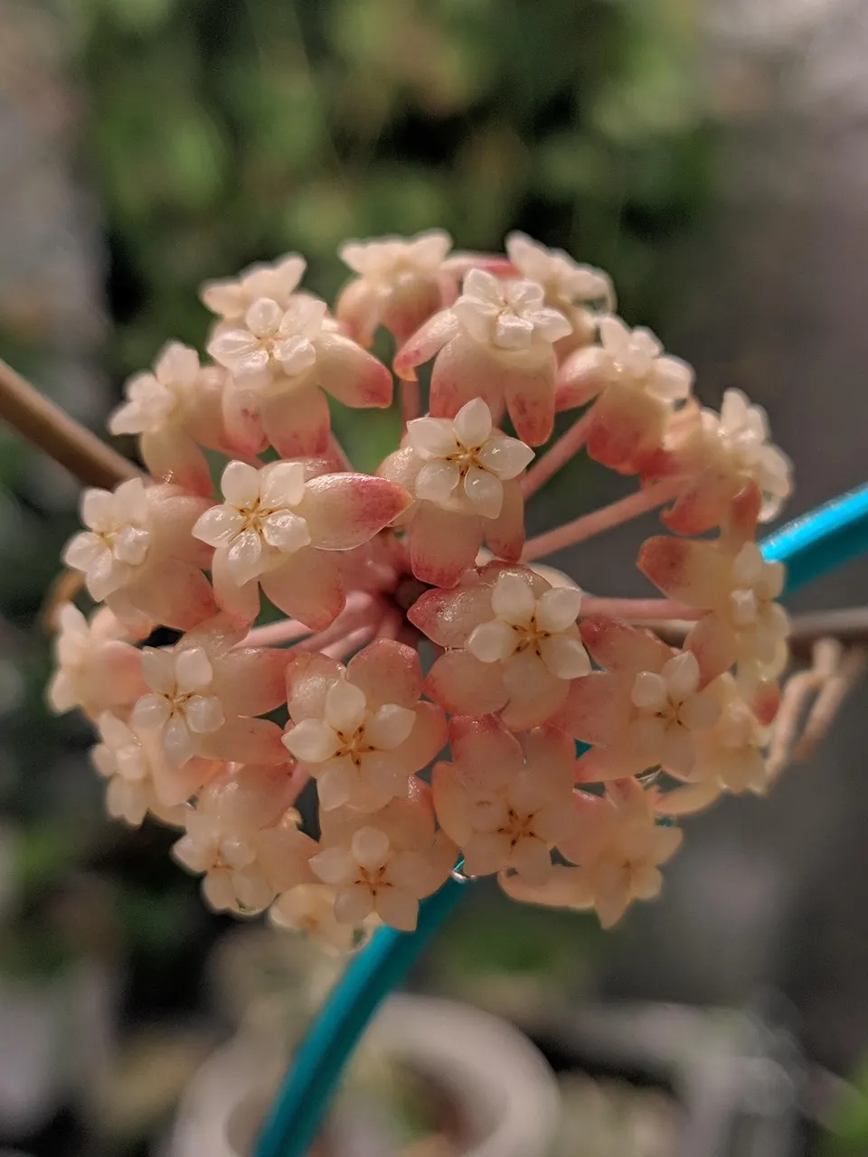 Hoya AH 021 #597 ($12) from @TheWildVine