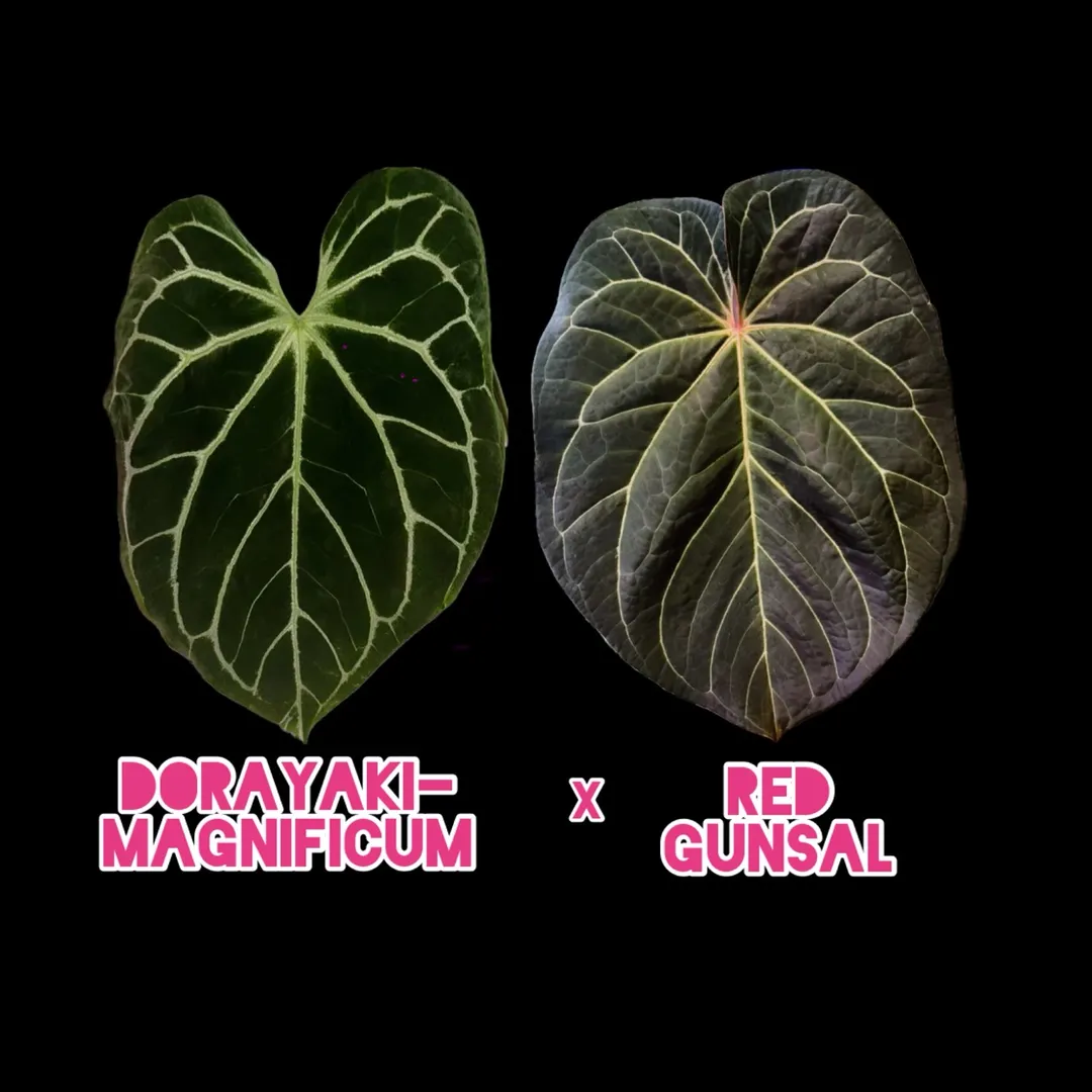 MBR Dorayaki-Mag x Red Gunsal Anthurium Seedlings Exclusive