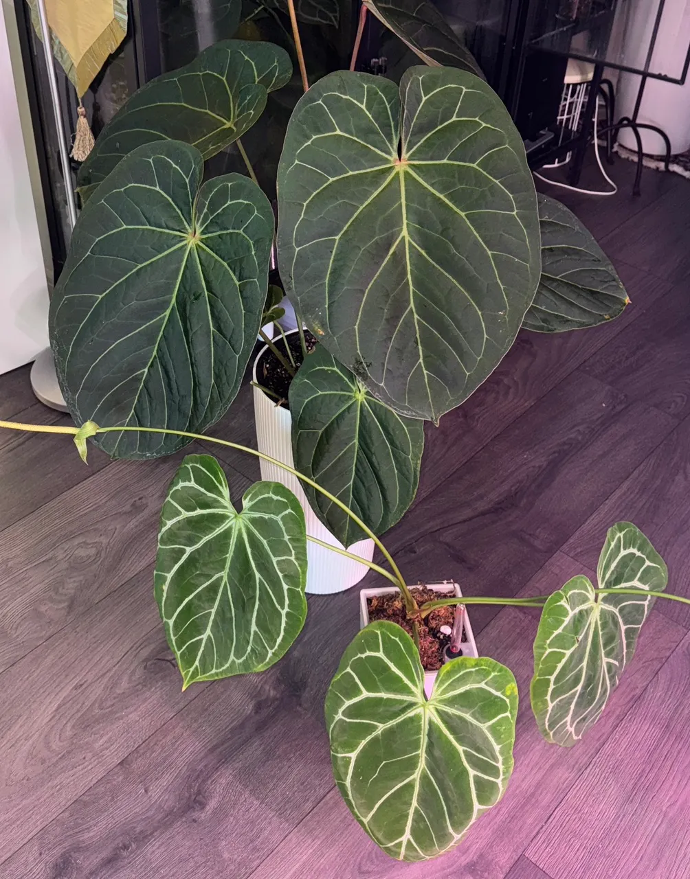 MBR Dorayaki-Mag x Red Gunsal Anthurium Seedlings Exclusive