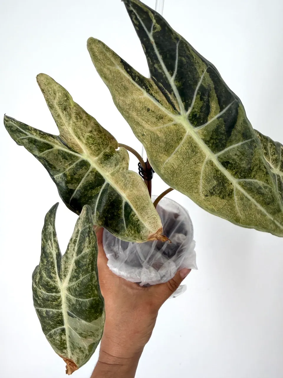 Alocasia Longiloba Pink Stardust Variegated Plant # 209 ($185