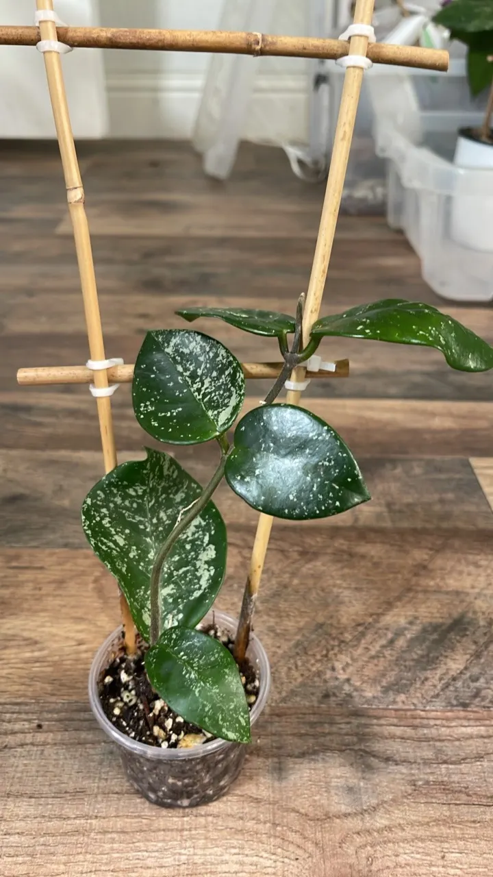 Hoya Carnosa Freckles Splash #5 ($19) from @PolarPlanties