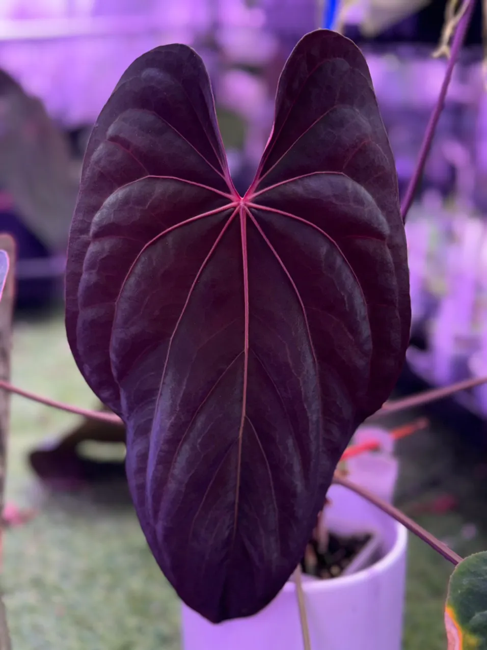 3 x Anthurium 'Red Crystal x 'Dracula' **3 seeds** ($100) from