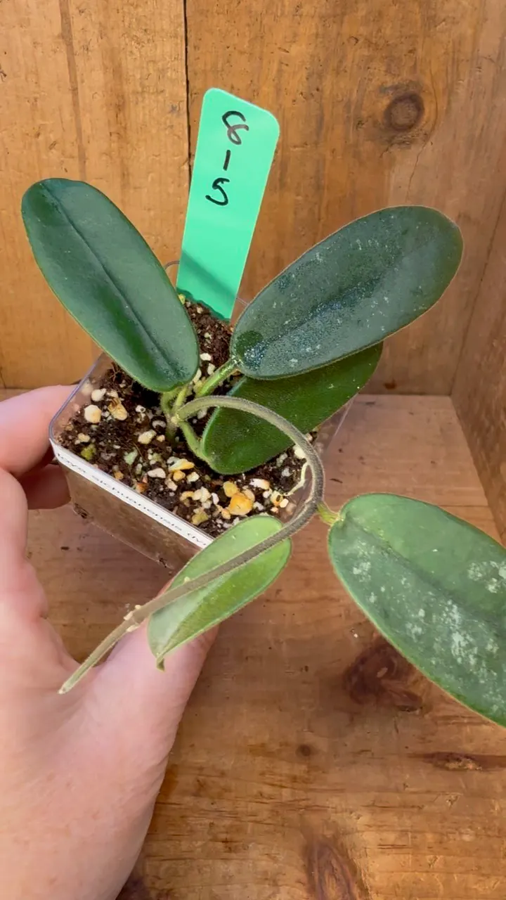 815 Hoya sichuanensis aka lyi NoID ($20) from @Flora4Fauna