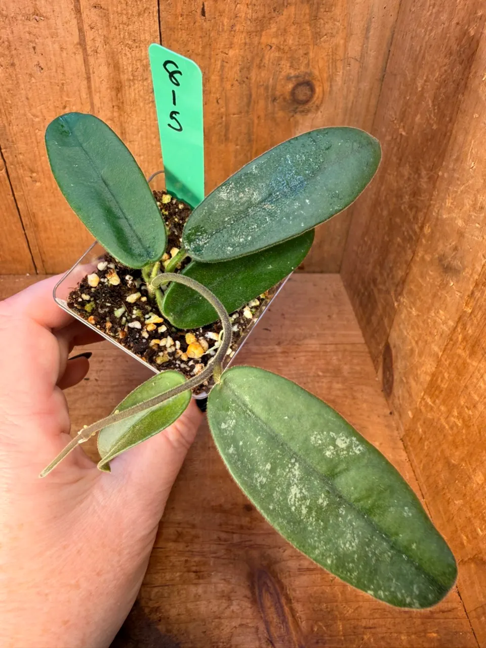 815 Hoya sichuanensis aka lyi NoID ($20) from @Flora4Fauna