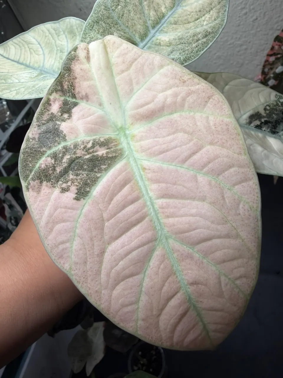 Alocasia Ninja Pink Mint Mutation ($1200) from @LeafyLeafHawaii
