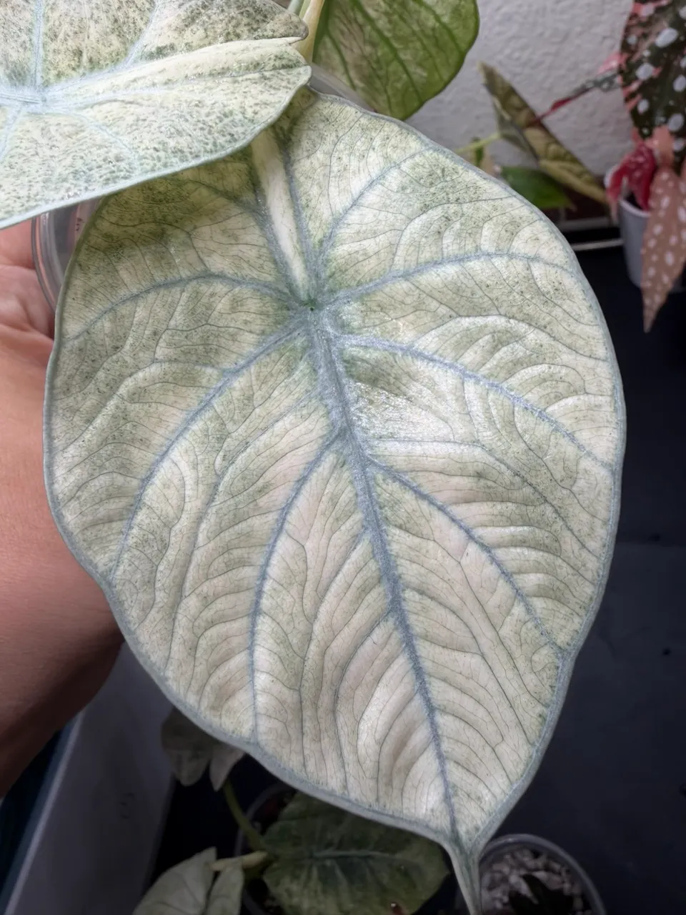 Alocasia Ninja Pink Mint Mutation ($1200) from @LeafyLeafHawaii