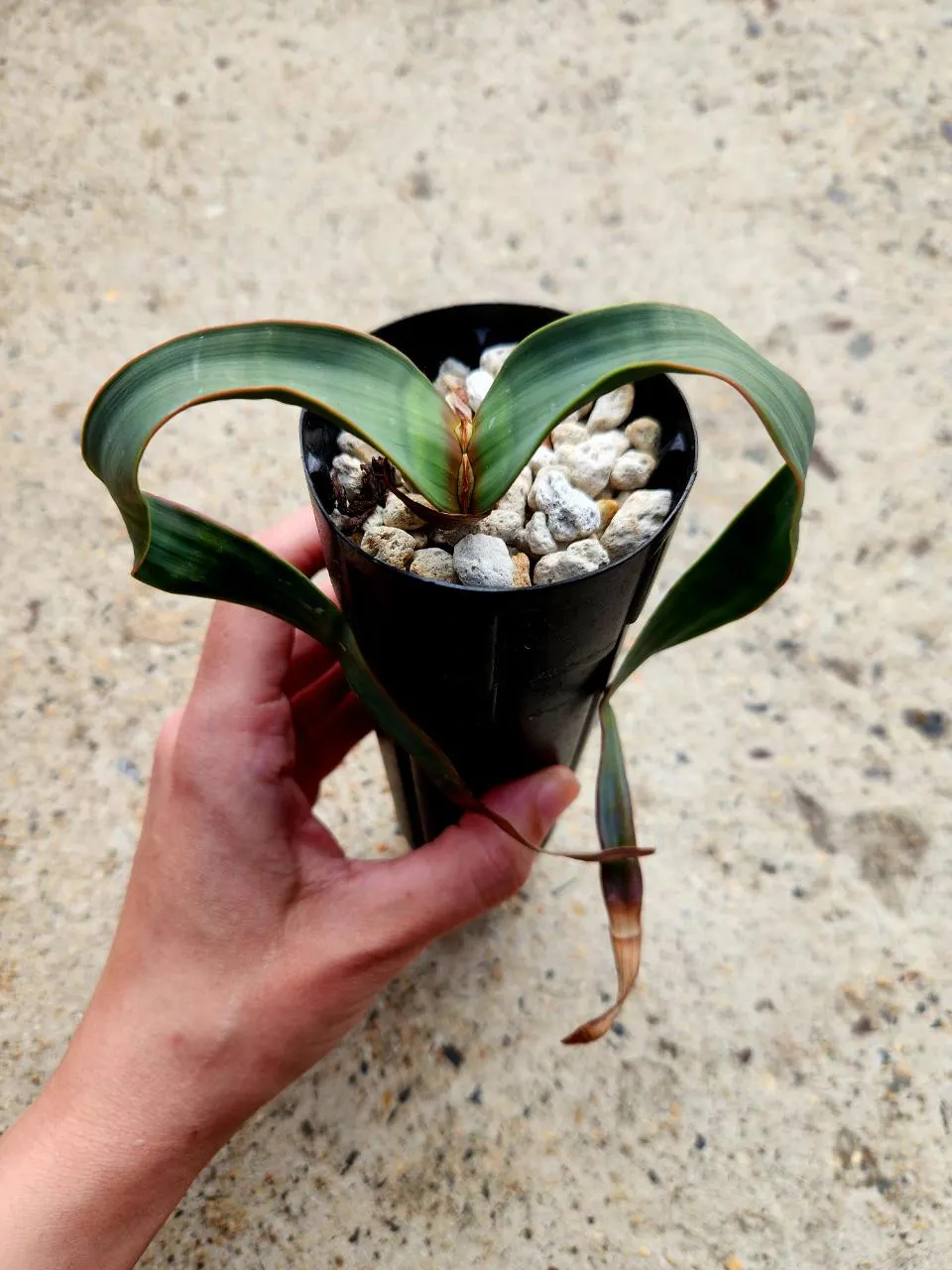 Welwitschia Mirabilis ($265) from @AshleysSucculents