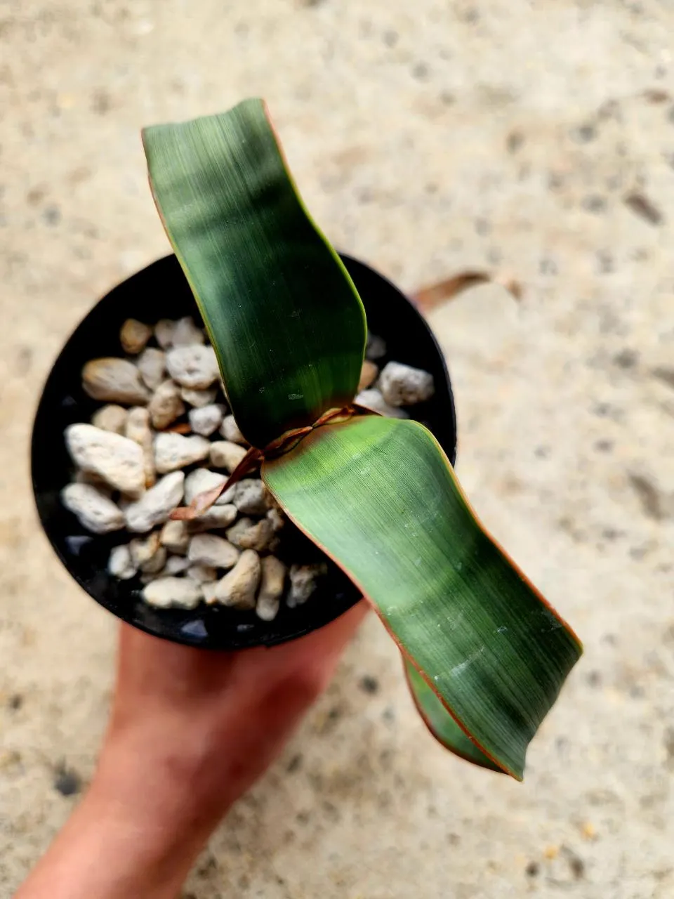 Welwitschia Mirabilis ($265) from @AshleysSucculents