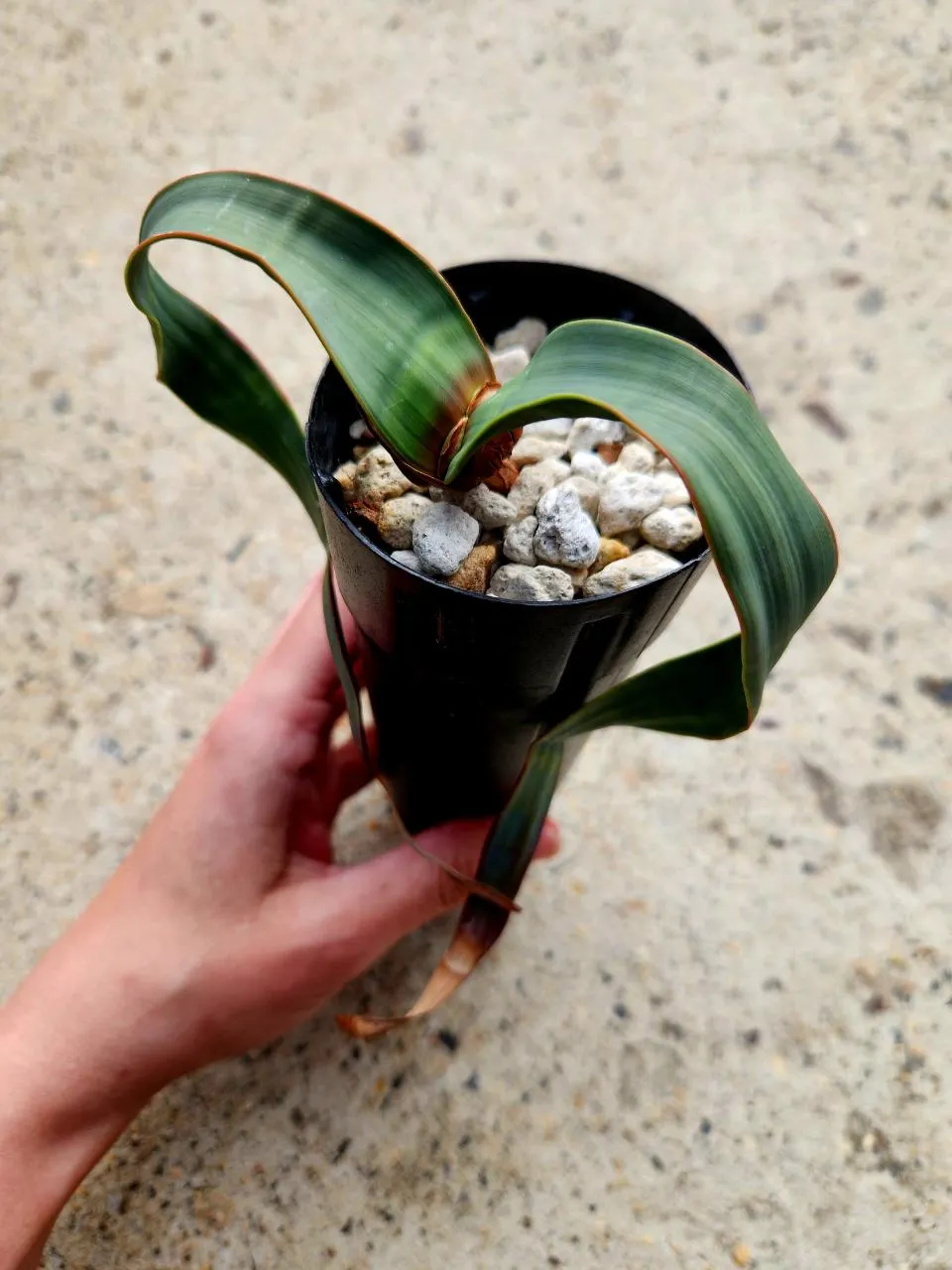 Welwitschia Mirabilis ($265) from @AshleysSucculents