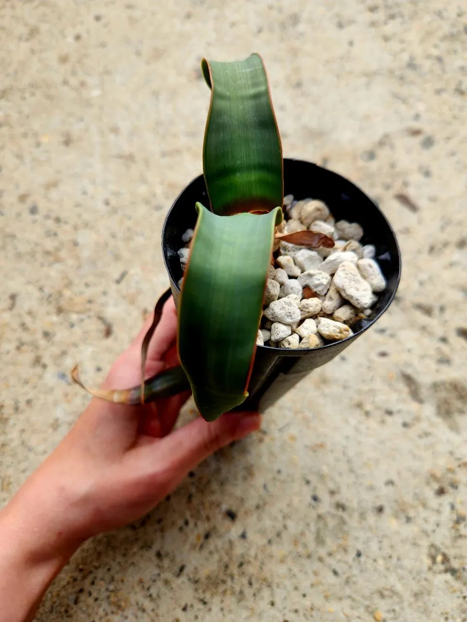 Welwitschia Mirabilis ($265) from @AshleysSucculents