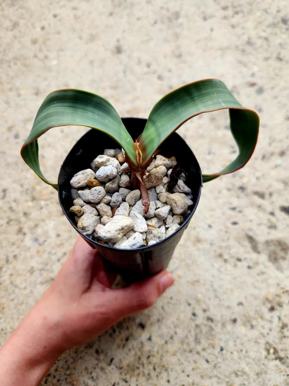 Welwitschia Mirabilis ($265) from @AshleysSucculents
