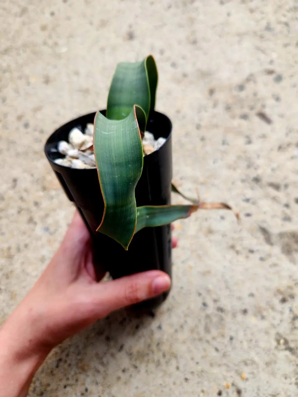 Welwitschia Mirabilis ($265) from @AshleysSucculents