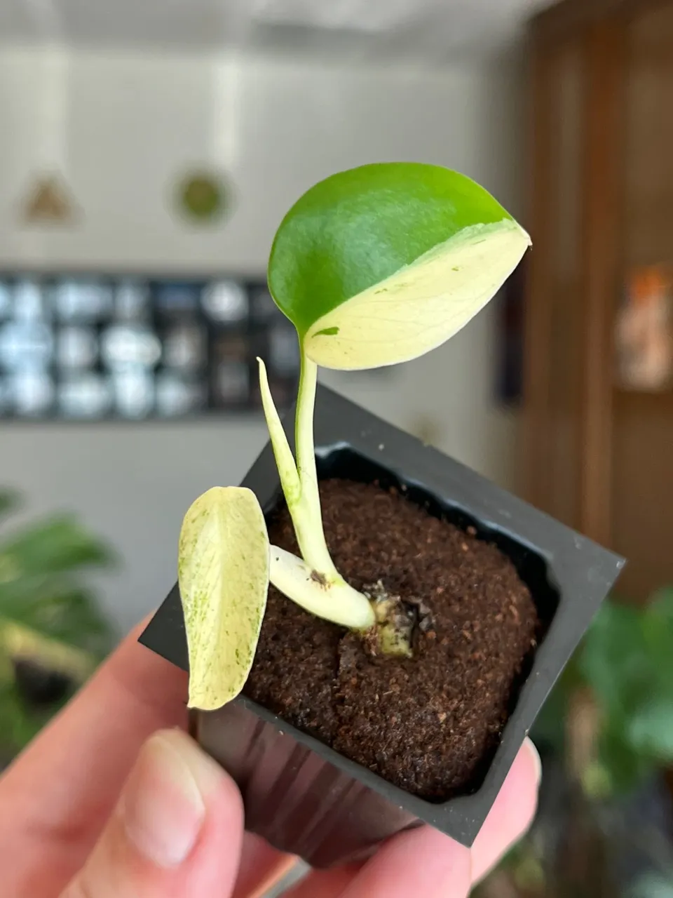 Monstera Star Shadow ($80) from @MintyFresh