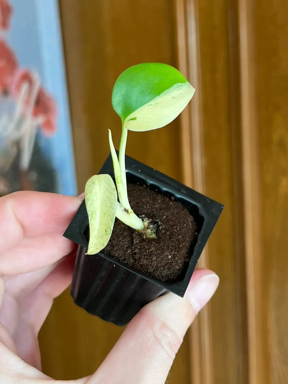 Monstera Star Shadow ($80) from @MintyFresh