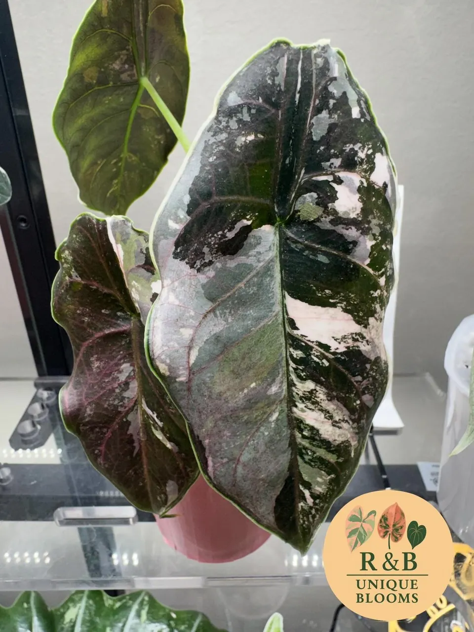 Alocasia Azlanii Pink Variegated 1 leaf pup ($115) from