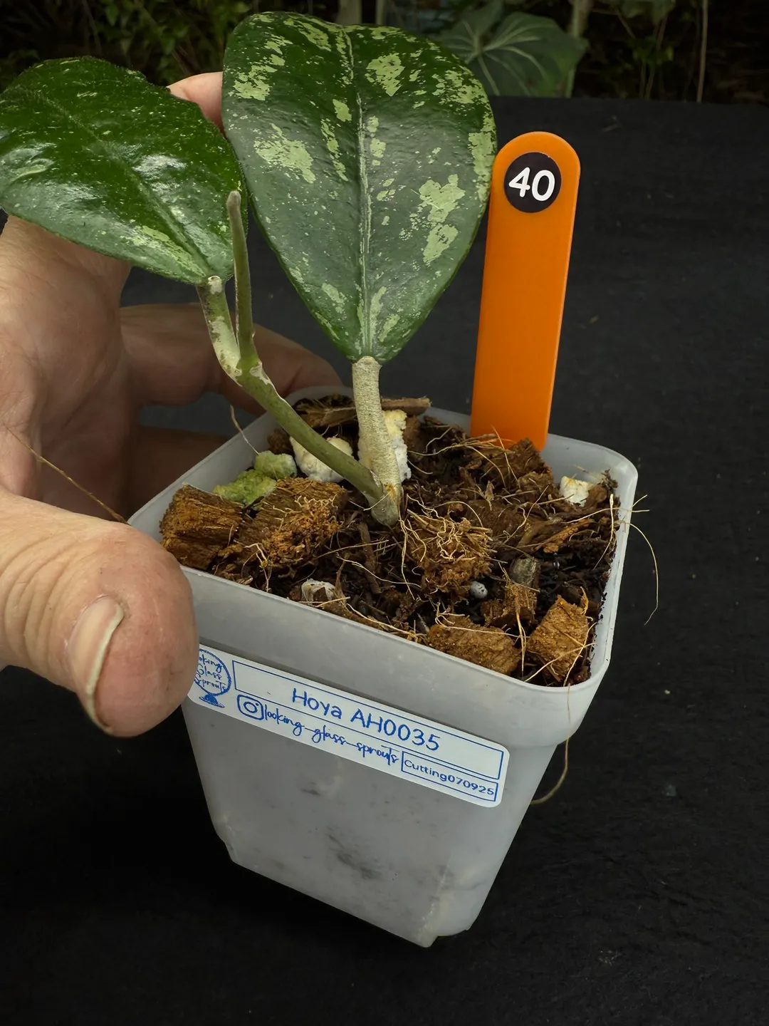 40 Hoya AH-0035 ($30) from @LookingGlassSprouts