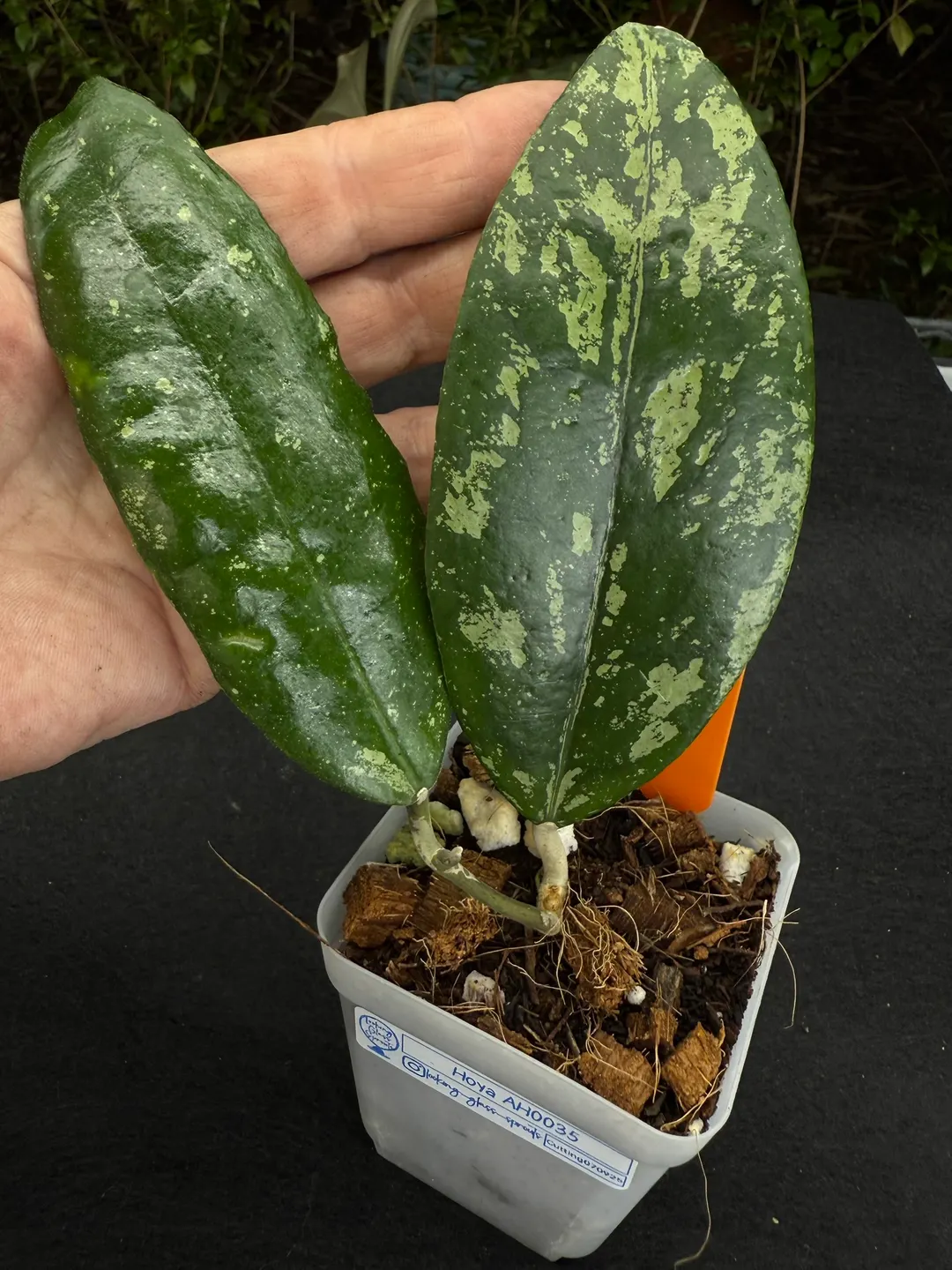 40 Hoya AH-0035 ($30) from @LookingGlassSprouts