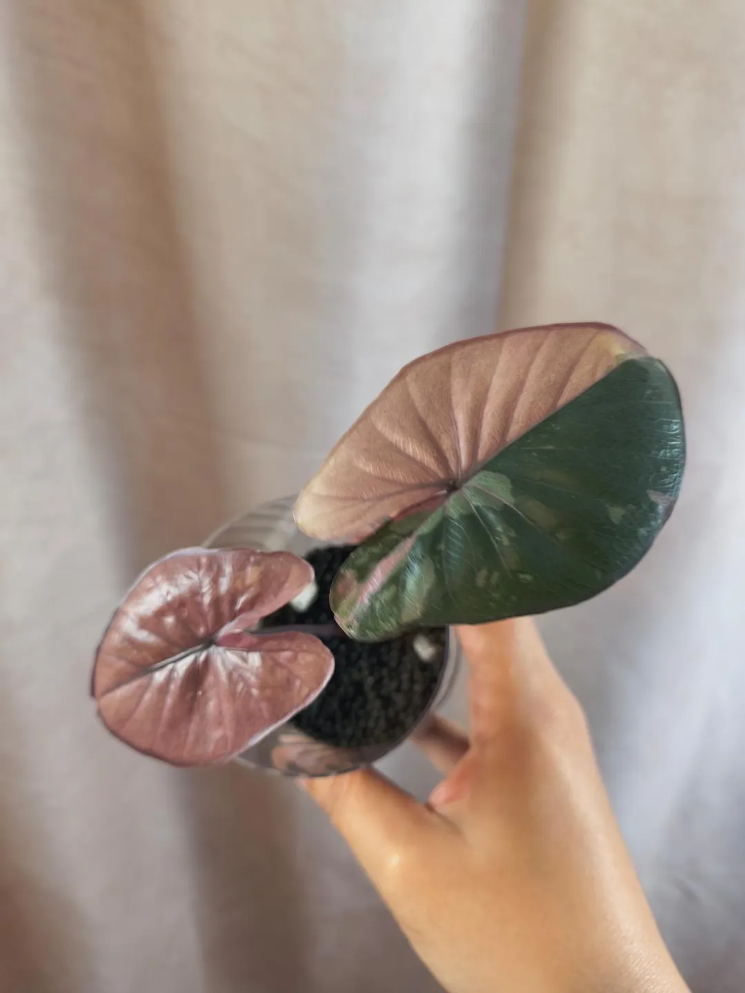Alocasia Serendipity Pink ($135) from @Bloom_Bela_Collective