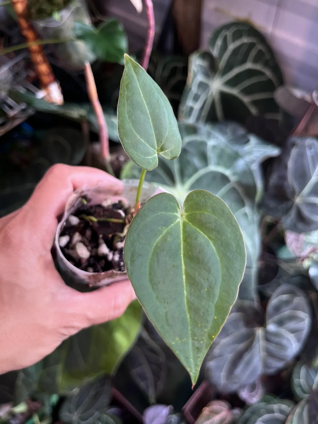 Anthurium Black Widow x Michelle division ($375) from