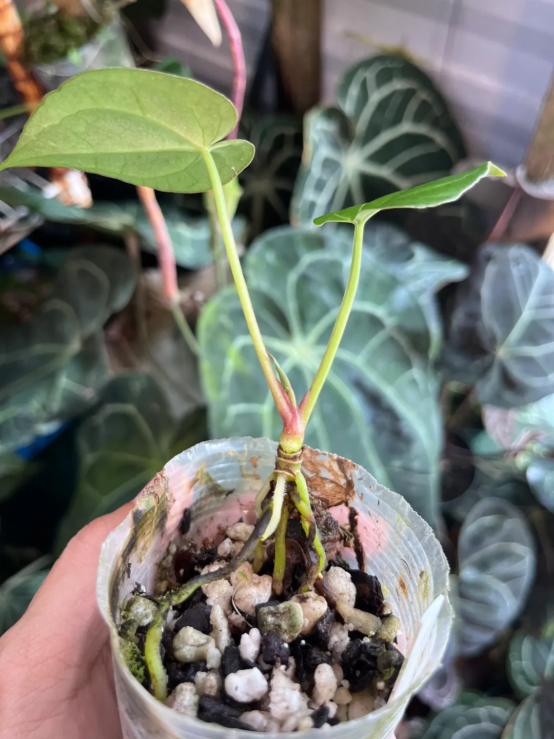 Anthurium Black Widow x Michelle division ($375) from