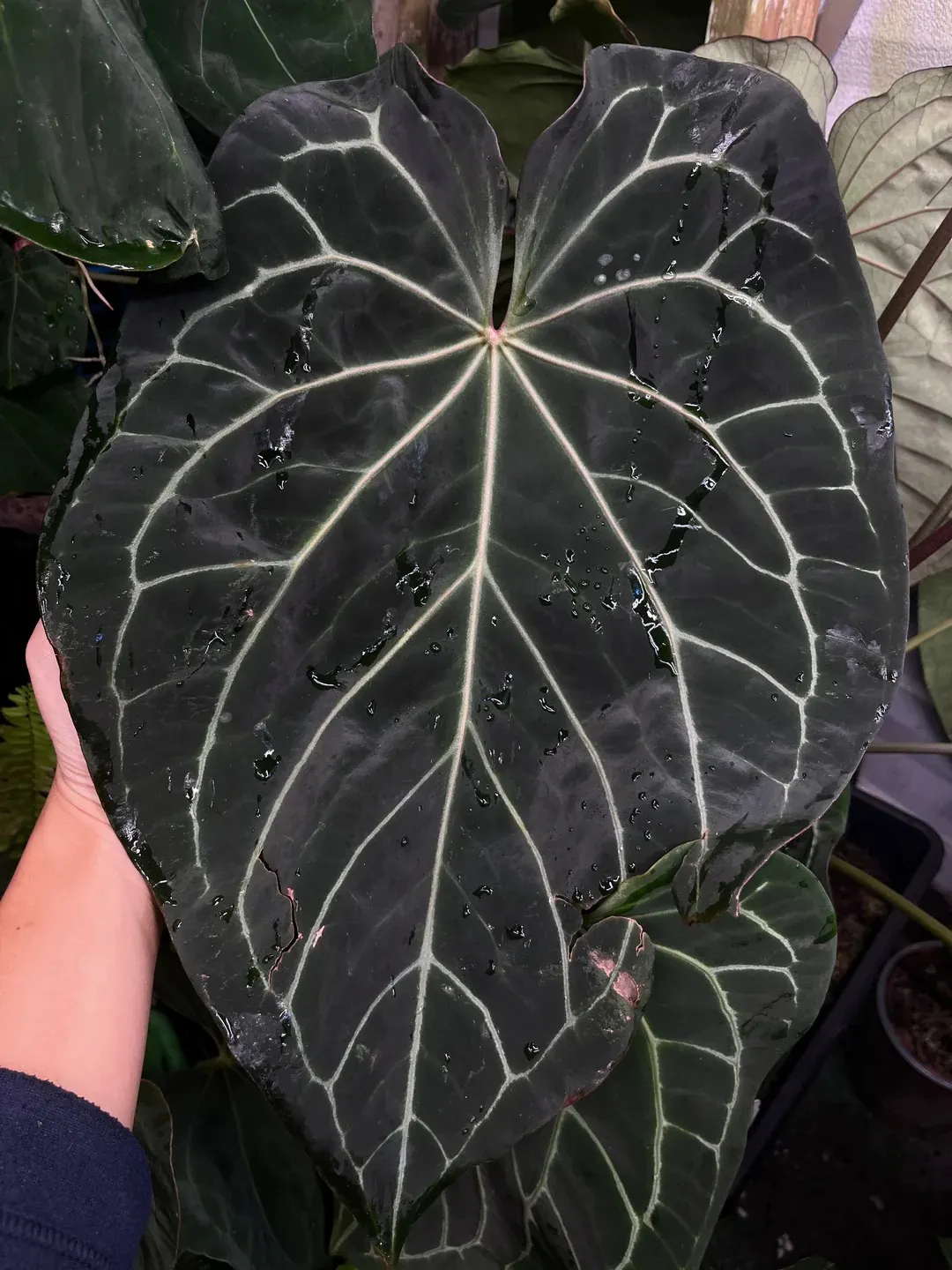 Anthurium Black Widow x Michelle division ($300) from