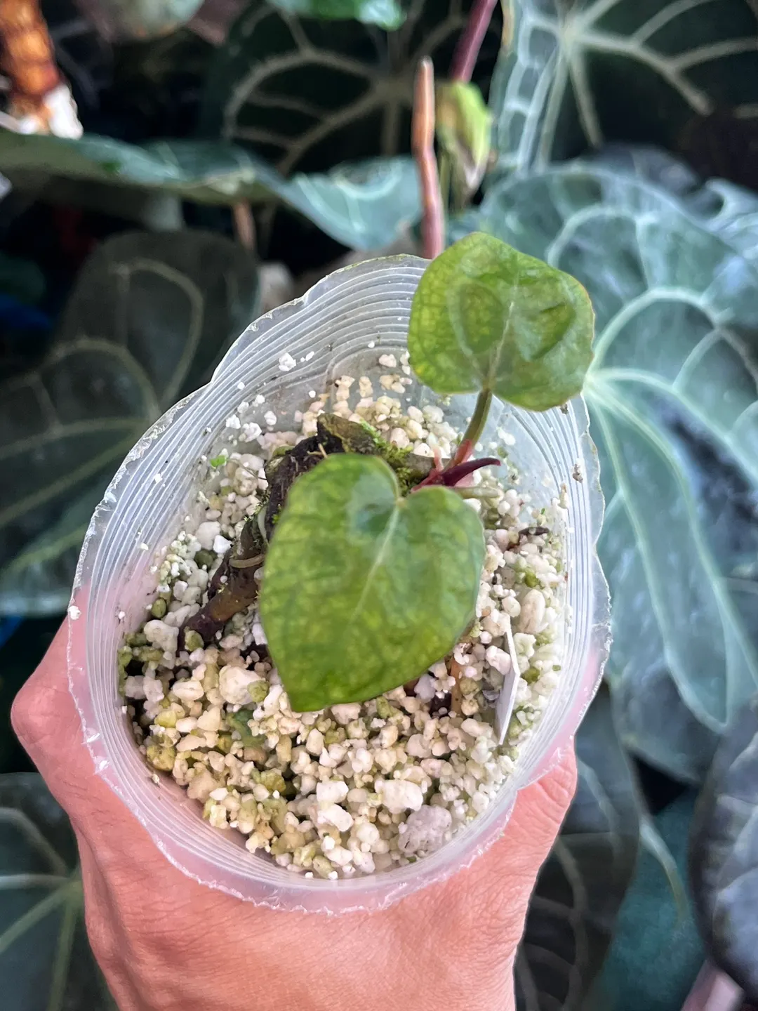 Anthurium Black Widow x Michelle division ($300) from