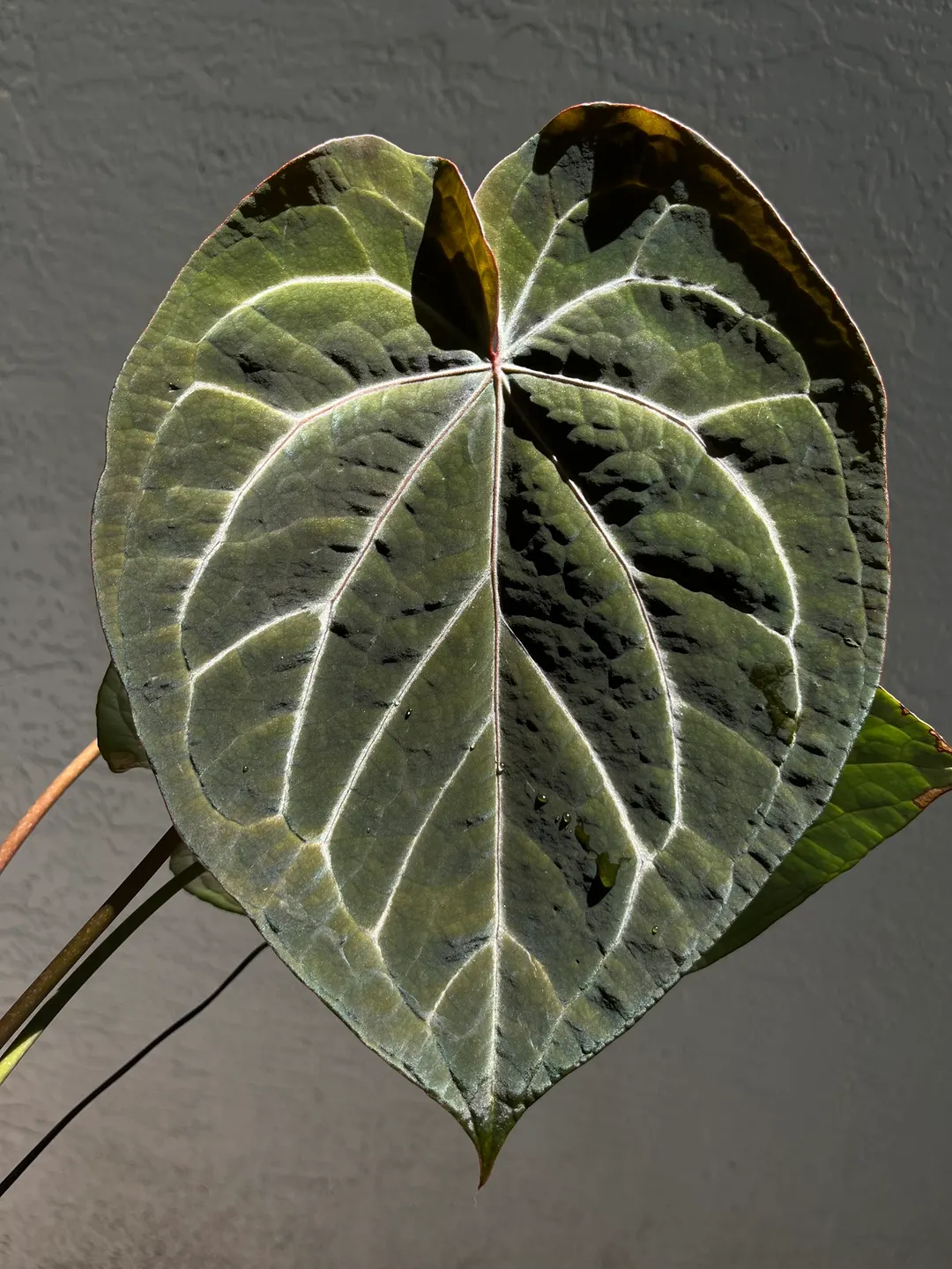 Anthurium Black Widow x Michelle division ($375) from