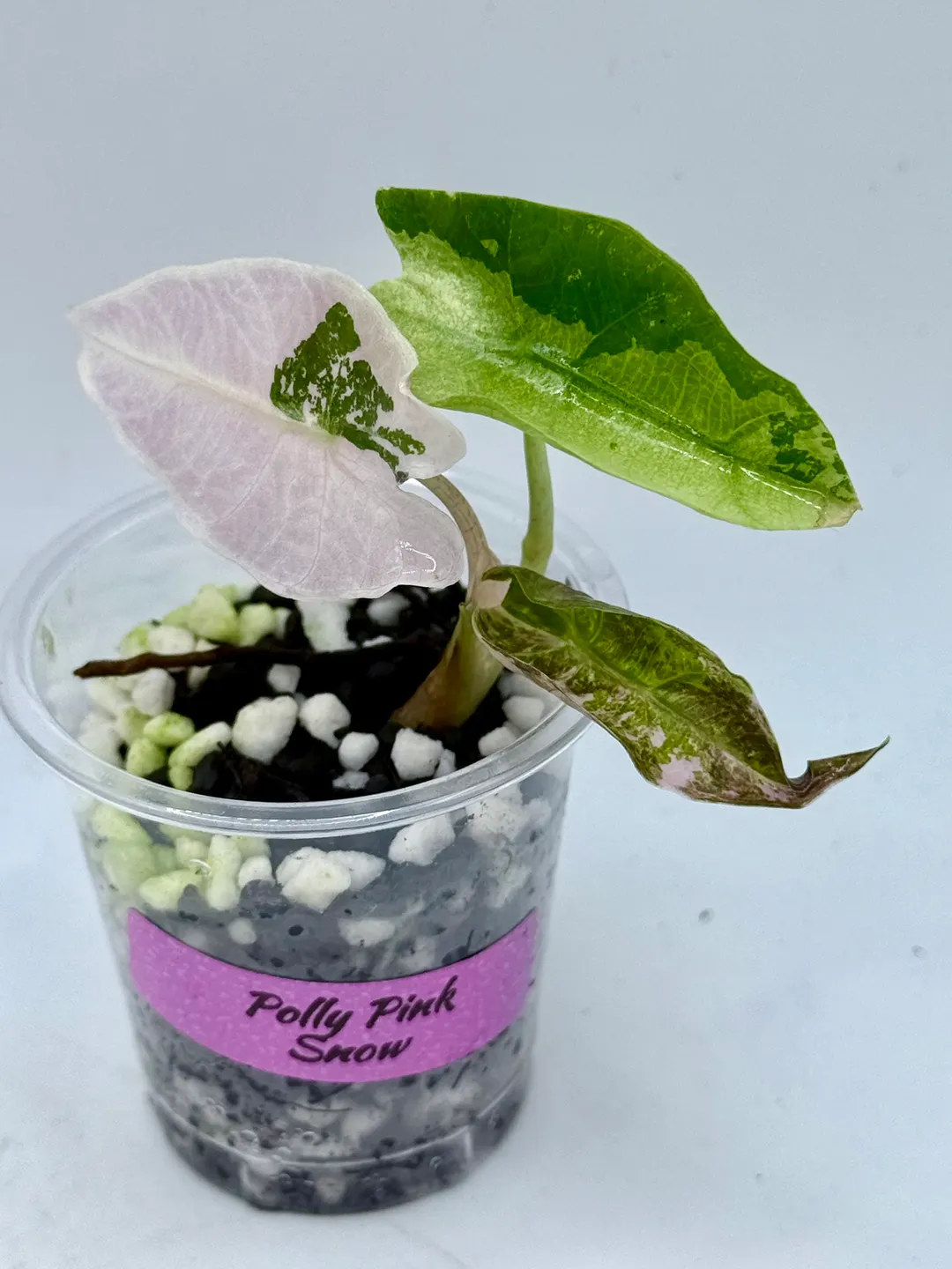 Alocasia Polly Snowflake ($69) from @CCsJungle
