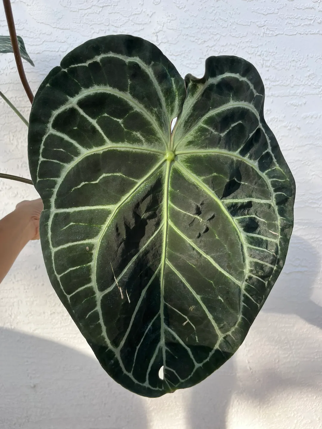 Anthurium SKG Grey x (Black Widow x Michelle) ($175) from