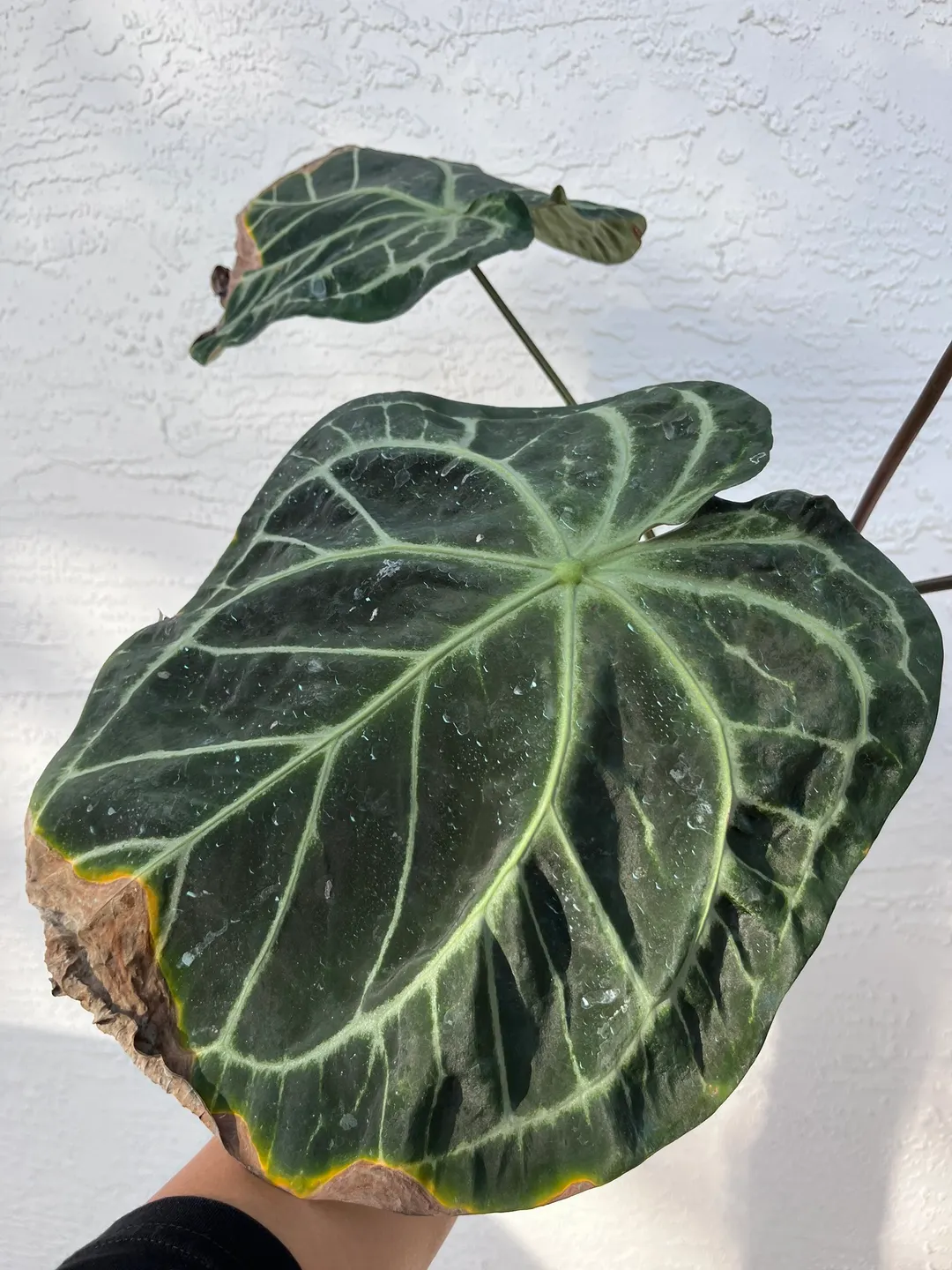 Anthurium SKG Grey x (Black Widow x Michelle) ($175) from
