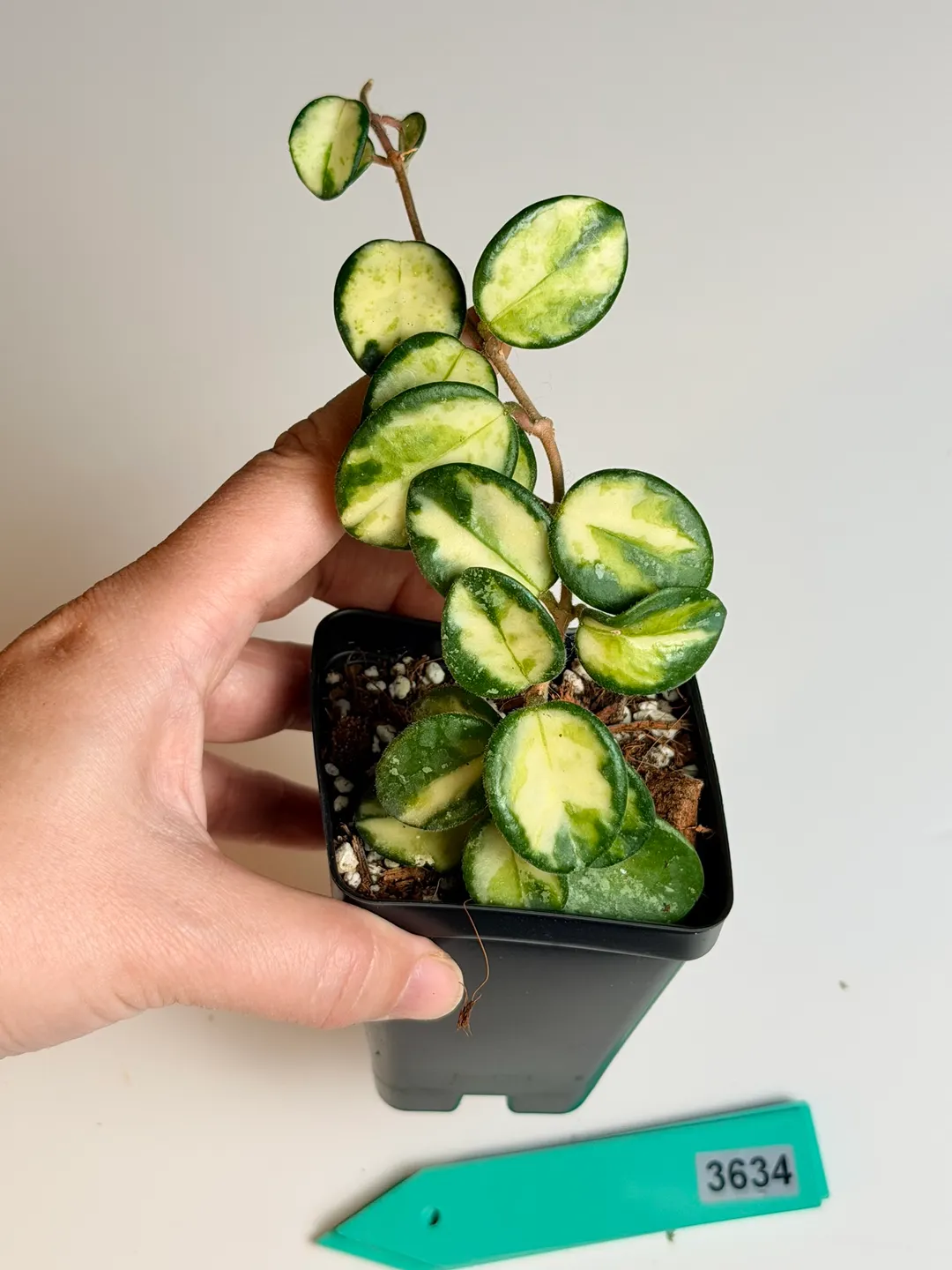 Hoya Mathilde Splash, Inner Variegated ($69) from @TheGreenRetreat