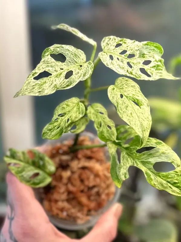 Monstera Laniata Mottled Mint ($55) from @RootedTreasures