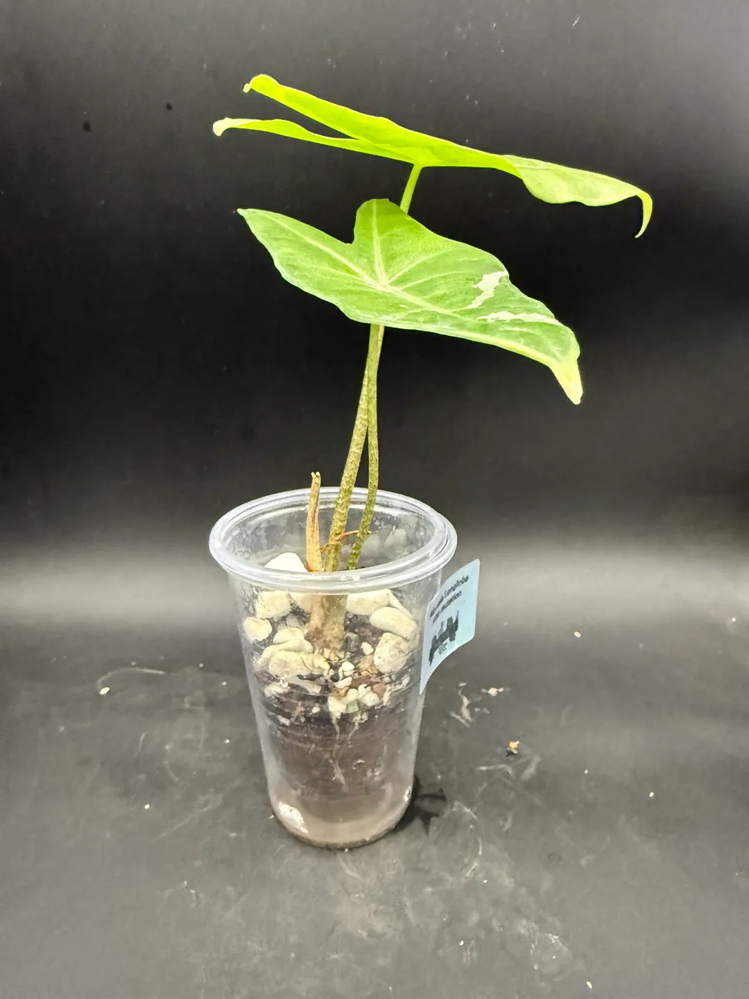 Alocasia Longiloba Albo Mutation ($90) from @WeirdlyGreenLLC