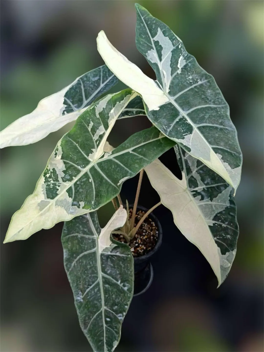 Alocasia Longiloba Albo Mutation ($90) from @WeirdlyGreenLLC