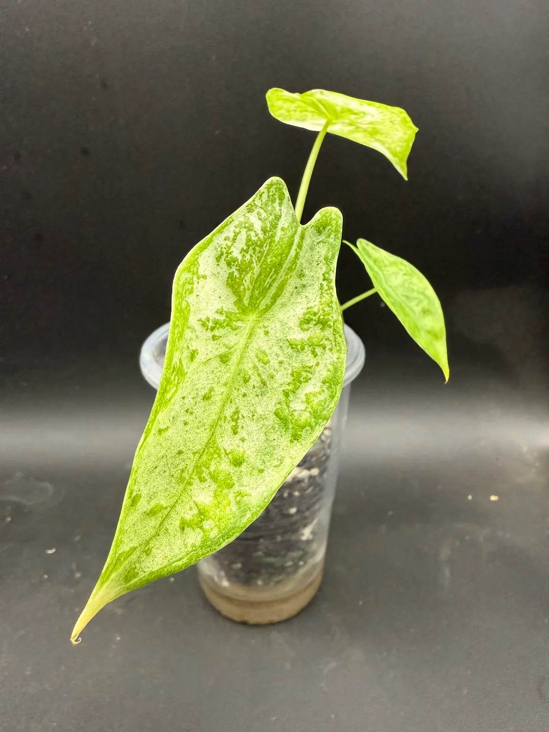 Alocasia Longiloba Thai Con ($215) from @WeirdlyGreenLLC