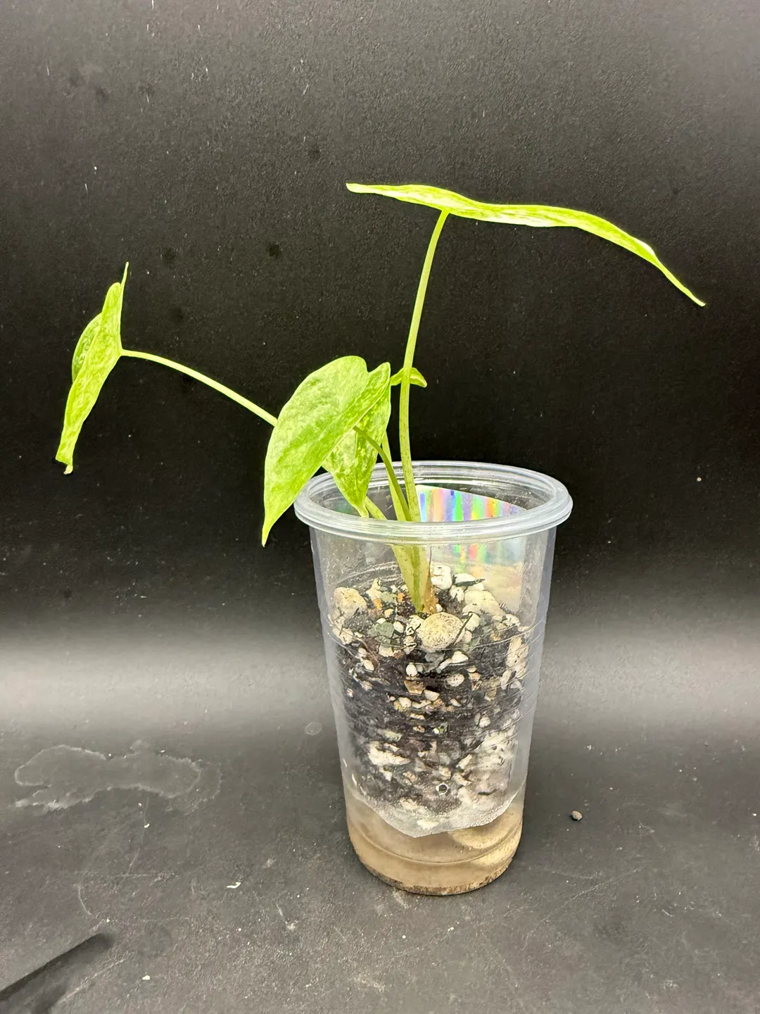 Alocasia Longiloba Thai Con ($215) from @WeirdlyGreenLLC