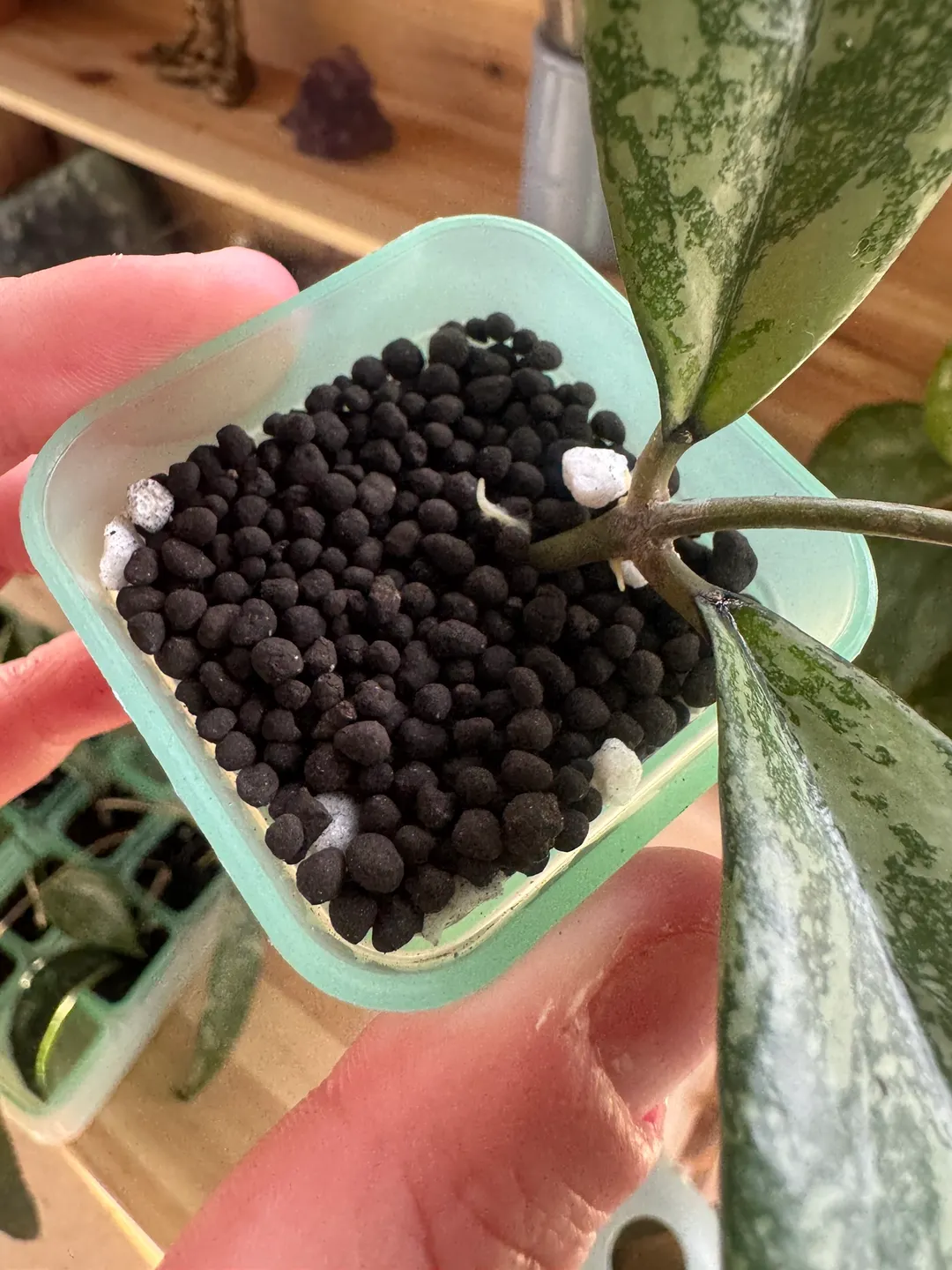 Hoya Crassipetiolata x Michele clone 2 (cutting) ($24) from