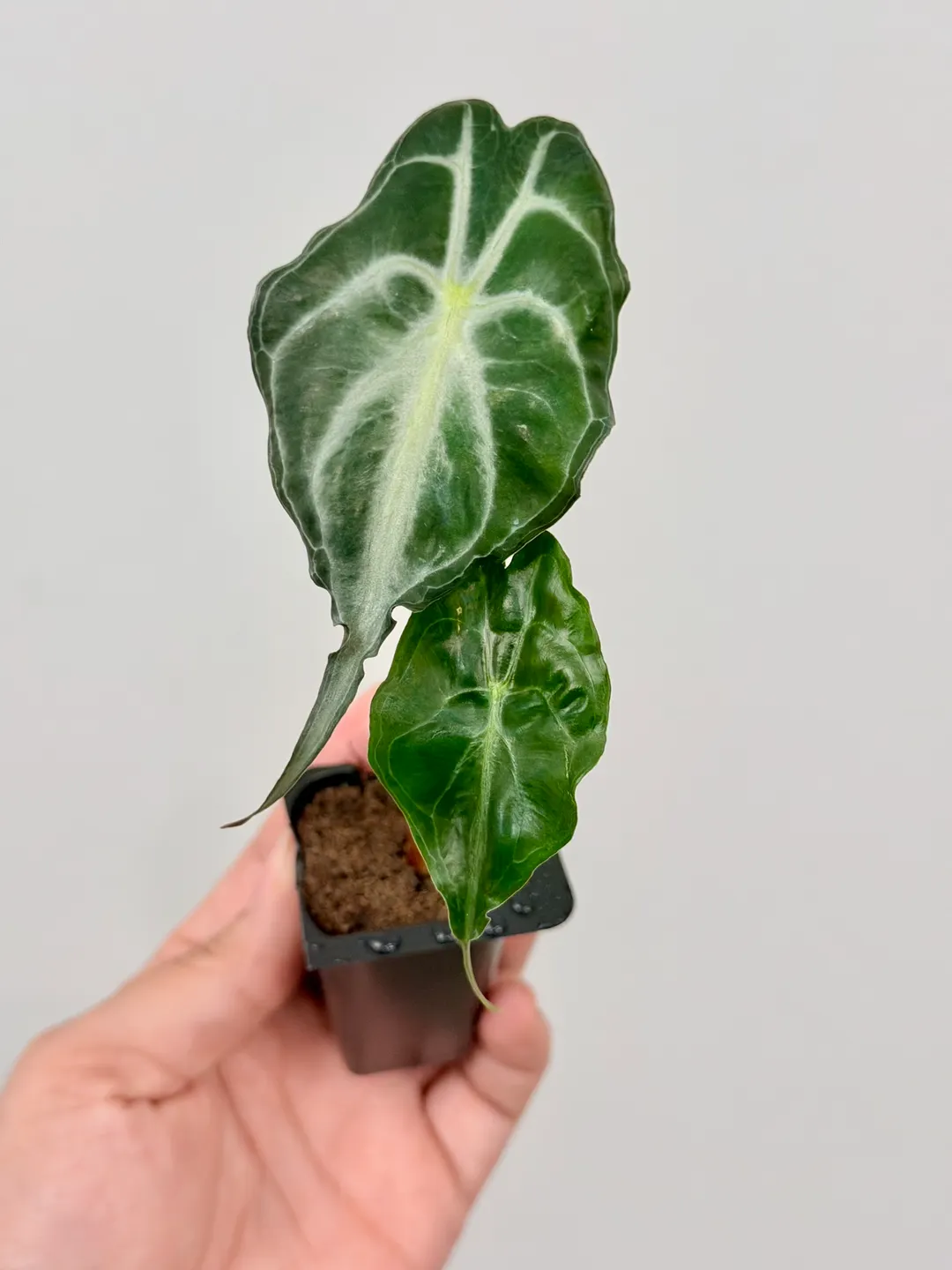 2793 Alocasia Venom acclimated plug ($29.99) from @FoliaPlant