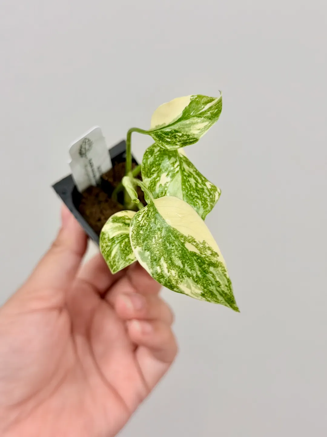 2785 Monstera Placer Gold acclimated plug ($39.99) from @FoliaPlant