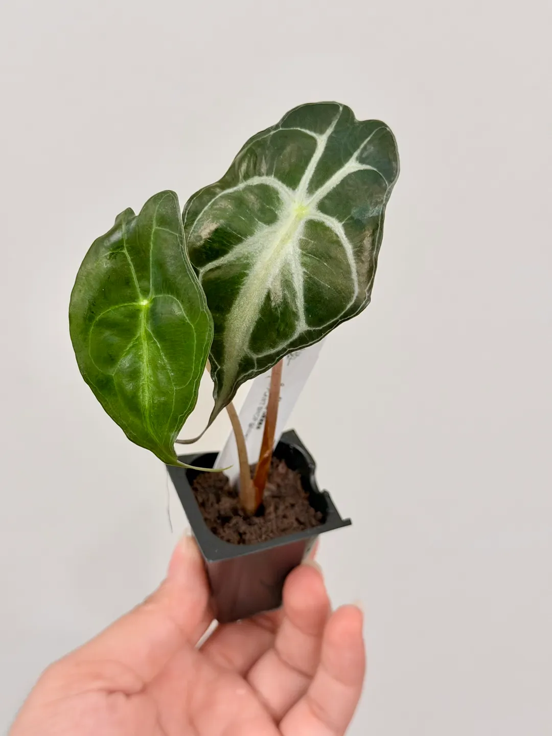2791 Alocasia Venom acclimated plug ($29.99) from @FoliaPlant