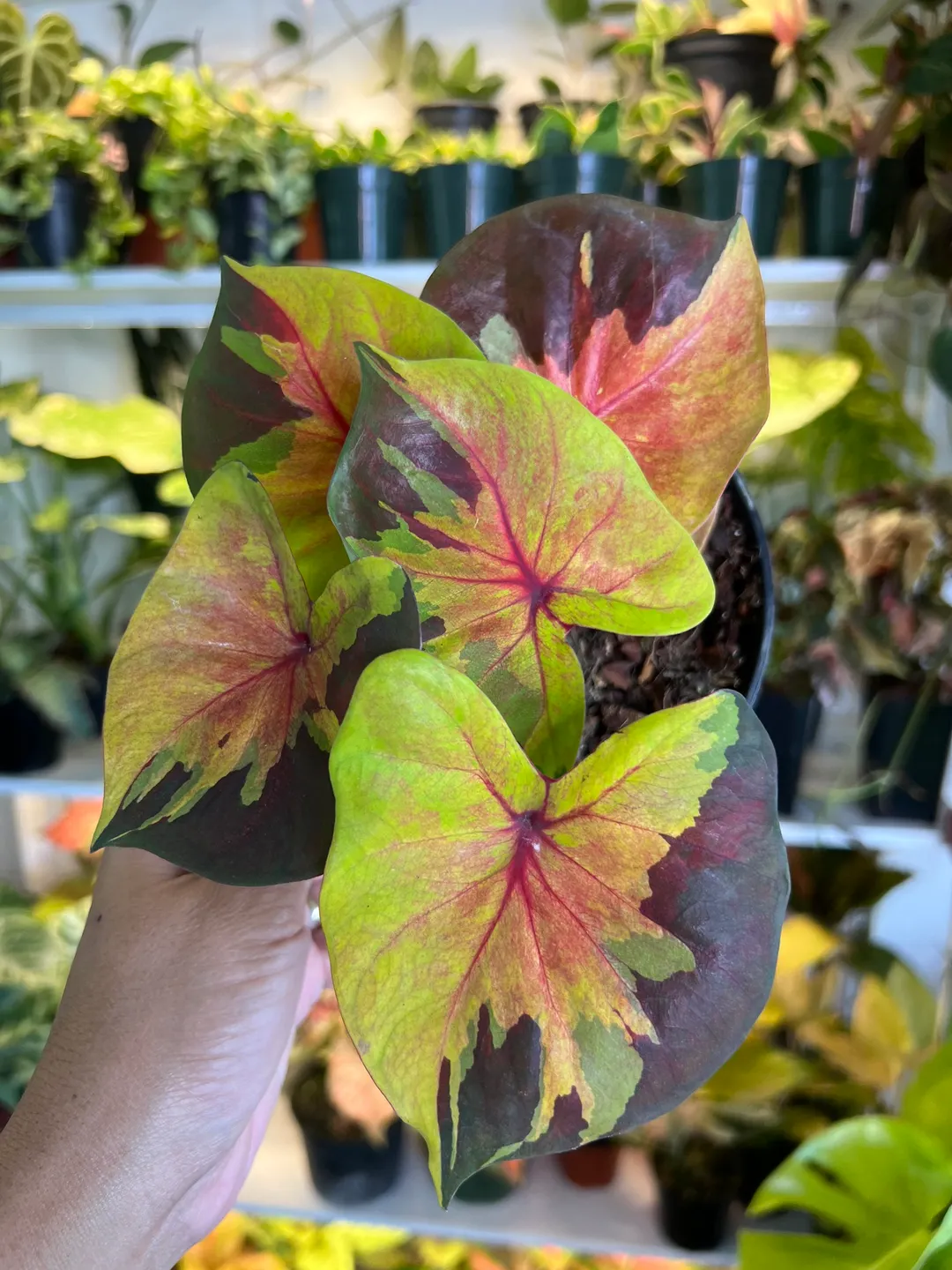 6” Caladium Sunset - Exact Plant🌱 ($59) from @Jenisprouts