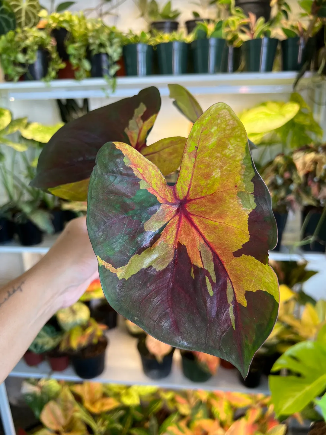6” Caladium Sunset B - Exact Plant🌱 ($59) from @Jenisprouts