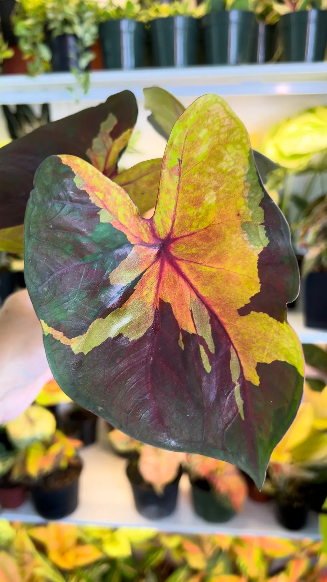 6” Caladium Sunset B - Exact Plant🌱 ($59) from @Jenisprouts