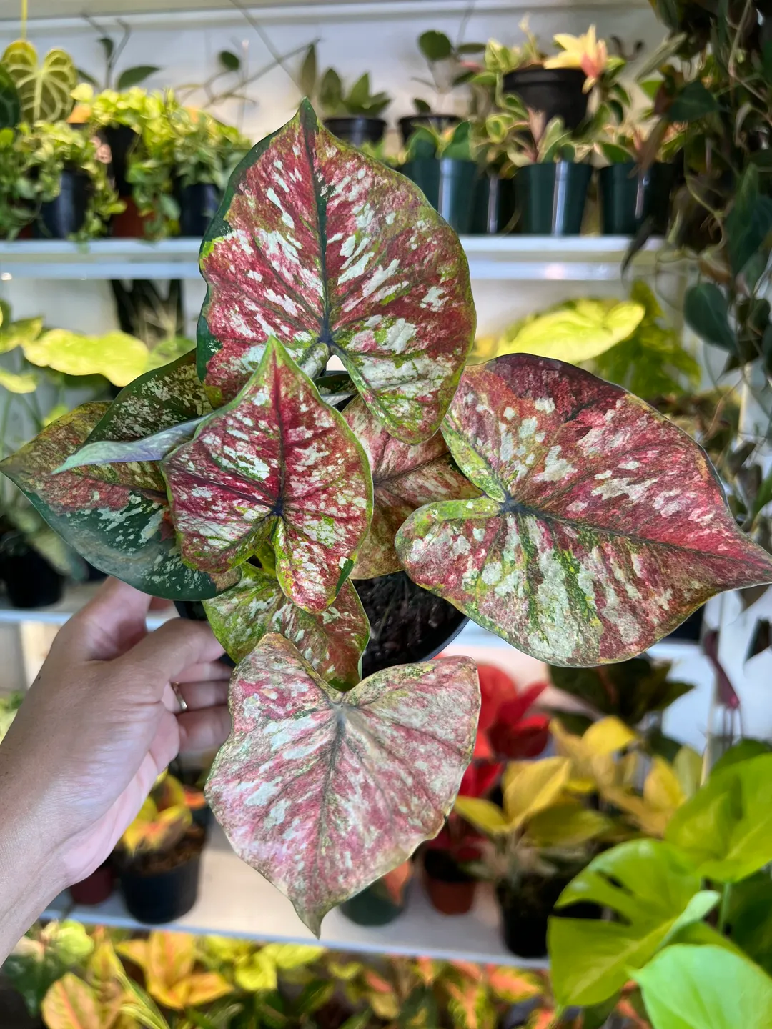 6” Caladium Thai Variegated - Exact Plant🌱 ($59) from @Jenisprouts